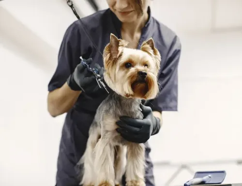 Pet Grooming